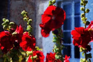 Paysage - Roses trémières à Granville - Pierre-Marie Fenech